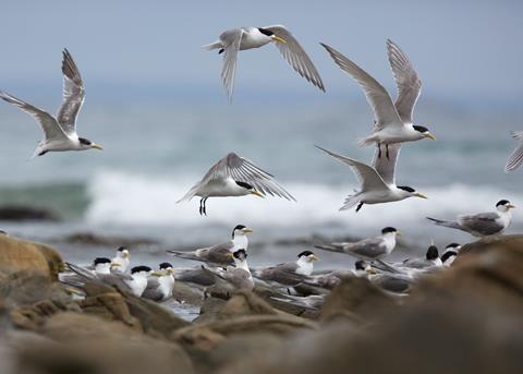 Greater crested tern (Sterna Bergii), D'Estrees Bay, Kangaroo Island