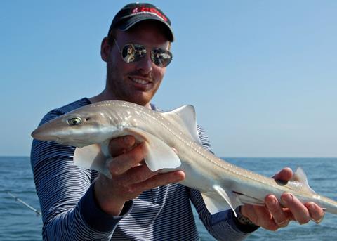 Pieter Beelen of Sportvisserij Nederland with a Dutch smoothhound. © SSACN