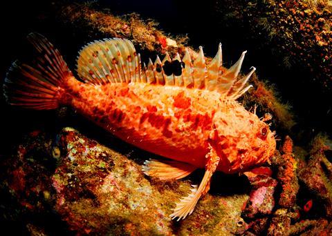 Scorpion fish were found to be contaminated. Photo: OCEANA/ Juan Cuetos