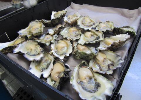 Sydney Rock Oysters