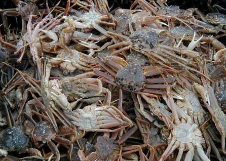 Bering Sea snow crab has been fully rebuilt to healthy levels. Credit: NOAA