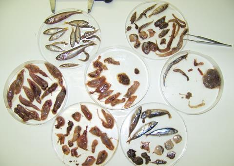 Ever wondered what a tuna has for dinner?