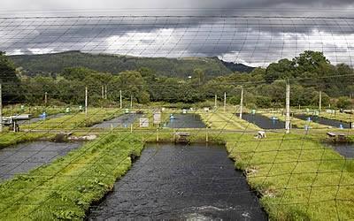 NERC has unveiled a £6m scheme to develop the UK's fish farming industry