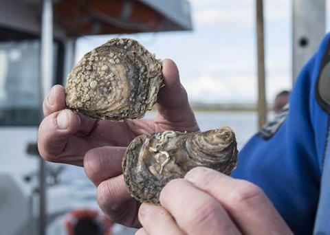 Oysters retrieved from the Dornoch Firth for the Glenmorangie DEEP Project