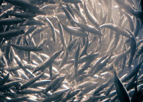 Overfishing of species such as anchovy can cause lasting effects on other species. Credit: Cliff/CC BY 2.0