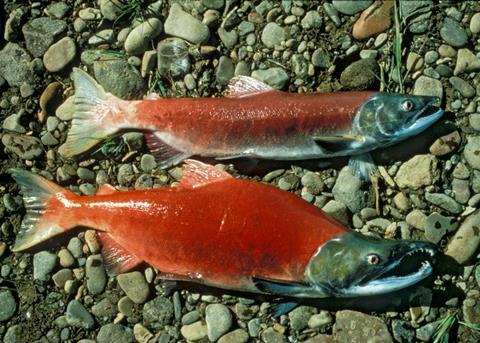 Sockeye salmon. Credit: U.S. Fish and Wildlife Service