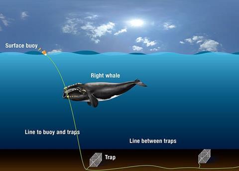 Illustration of how North Atlantic right whales get entangled in fishing gear. Credit: Illustration by Graphic Services, Woods Hole Oceanographic Institution