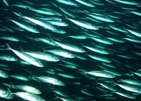 New Zealand has catalogued all of its known living and fossil life. Credit: NMFS/Southwest Fisheries Science Center