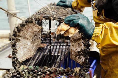 Disco Scallops fishing