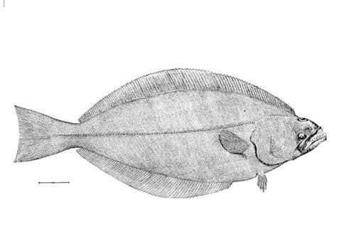 Greenland halibut