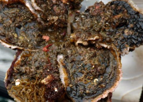 Maruto Suisan has been awarded MSC certification for its rope grown oyster fishery Photo: Maruto Suisan