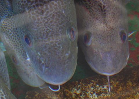 Changed MSC status for Norwegian fisheries