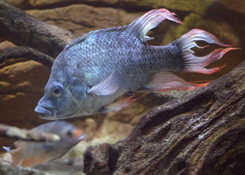 The two male Mangarahara cichlid’s are not alone Photo: ZSL London Zoo