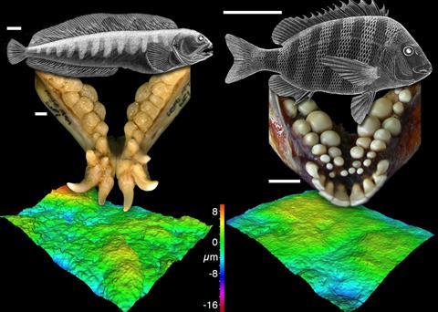 Image shows the Sheepshead Seabream and Atlantic Wolffish together with images of their teeth and digital 3D model of their worn tooth surfaces. It is analysis of these 3D surfaces that reveals evidence of what the fishes ate. © University of Leicester