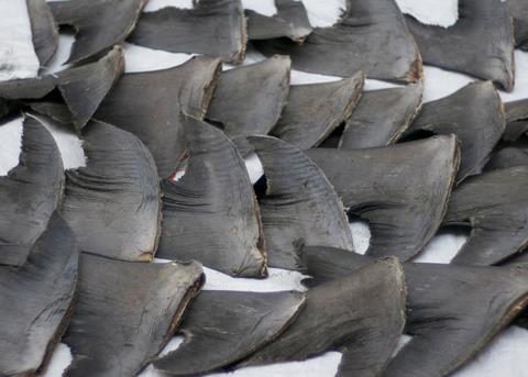 New Zealand has confirmed a ban on shark finning. Credit: Cloneofsnake/CC-BYSA.2.0