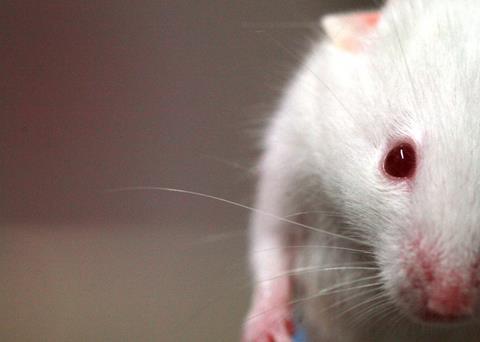 Attribution-Share Alike 2.0 France: http://creativecommons.org/licenses/by-sa/2.0/fr/deed.en