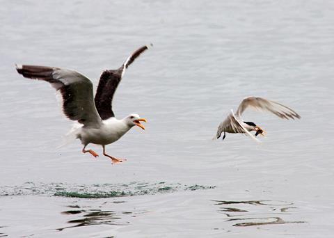 The grant will be used to reduce the low number of collisions that occur between seabirds and the cables used to tow trawl nets. Credit: Kevin Cole/CC BY 2.0
