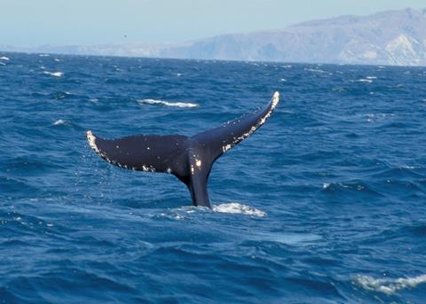 The Antarctic Ocean Alliance (AOA) has called on the UK Government to help protect over 40% of Antarctica's waters and its inhabitants