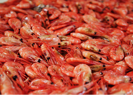 The grant will be used for further research into extracting chitin from shrimp shells