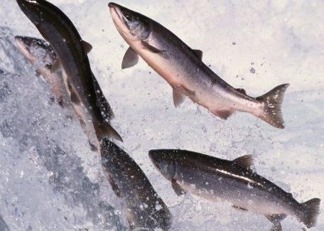 BIM withdraws salmon farm application in Galway Bay