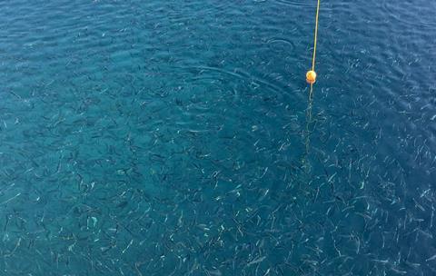 Andfjord Salmon Feeding