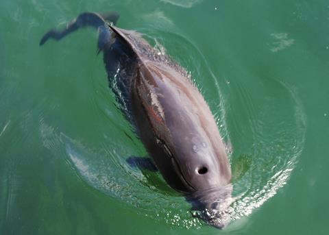 Harbour porpoise