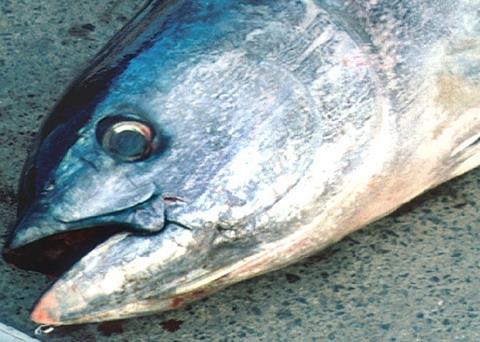 ISSF are taking steps to make tuna fishing more responsible Photo: NOAA