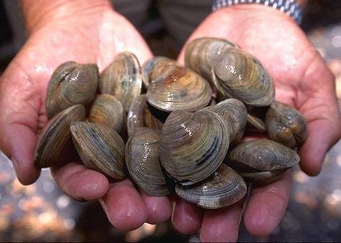 The US Atlantic Surfclam and Ocean Quahog fishery has entered MSC assessment