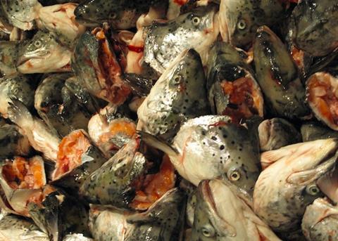 Iceland licenses fish waste for production