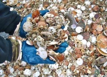 The pictured scallops were part of a single tow in the Hudson Canyon Closed Area that returned 13,000 juvenile scallops. Credit:VIMS