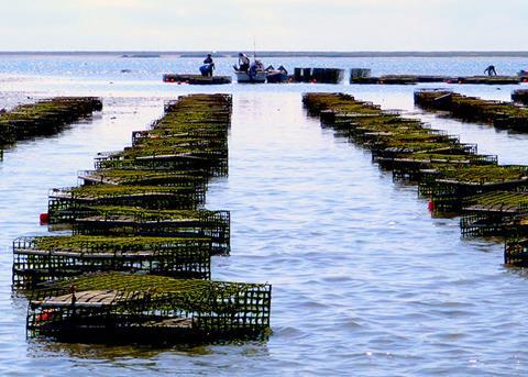 Growing Russian shellfish production