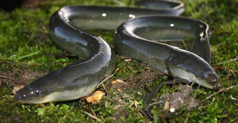 European eel