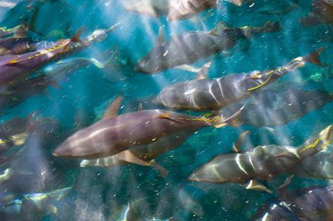 Researchers have tagged young bluefin tuna to learn annual migration patterns and vertical habitat use