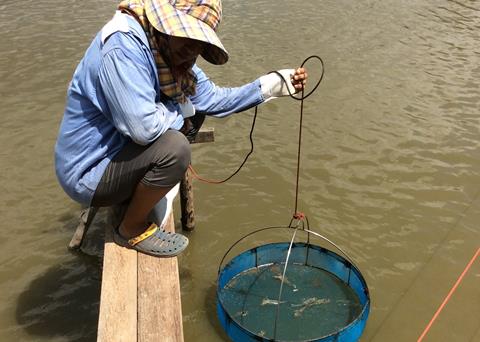 A new project has been launched to reduce major aquaculture diseases in India, Bangladesh and Malawi