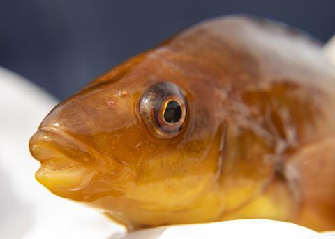 Personality may affect whether a fish is good at its job Photo: SAIC