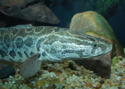 Snakehead. Credit: Brian Gratwicke, CC BY 2.0 via Commons