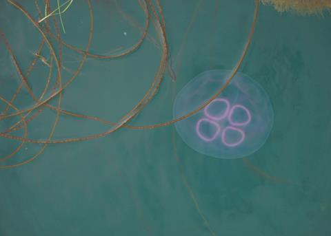 SSF is using a new aeration system to rid pens of harmful plankton Photo: Scottish Sea Farms