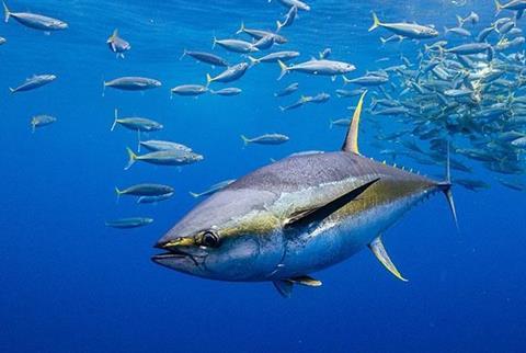 Cabo Verde tuna agreement