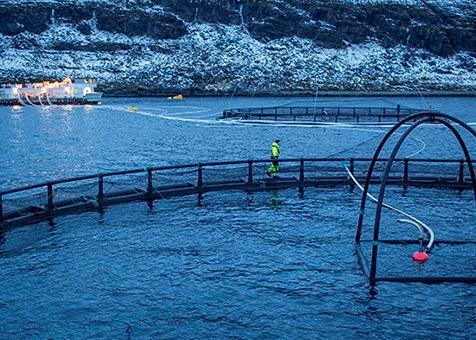 New research will study the effects on health feed for salmon farmed in arctic regions