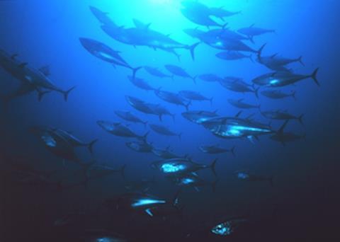 Bluefin tuna